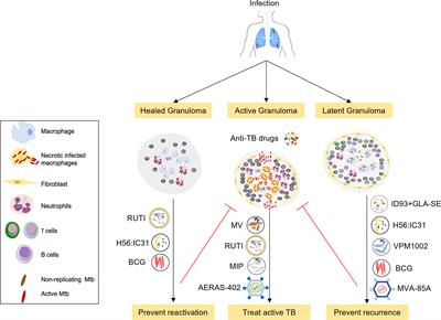 Therapeutic Vaccines for Tuberculosis: An Overview